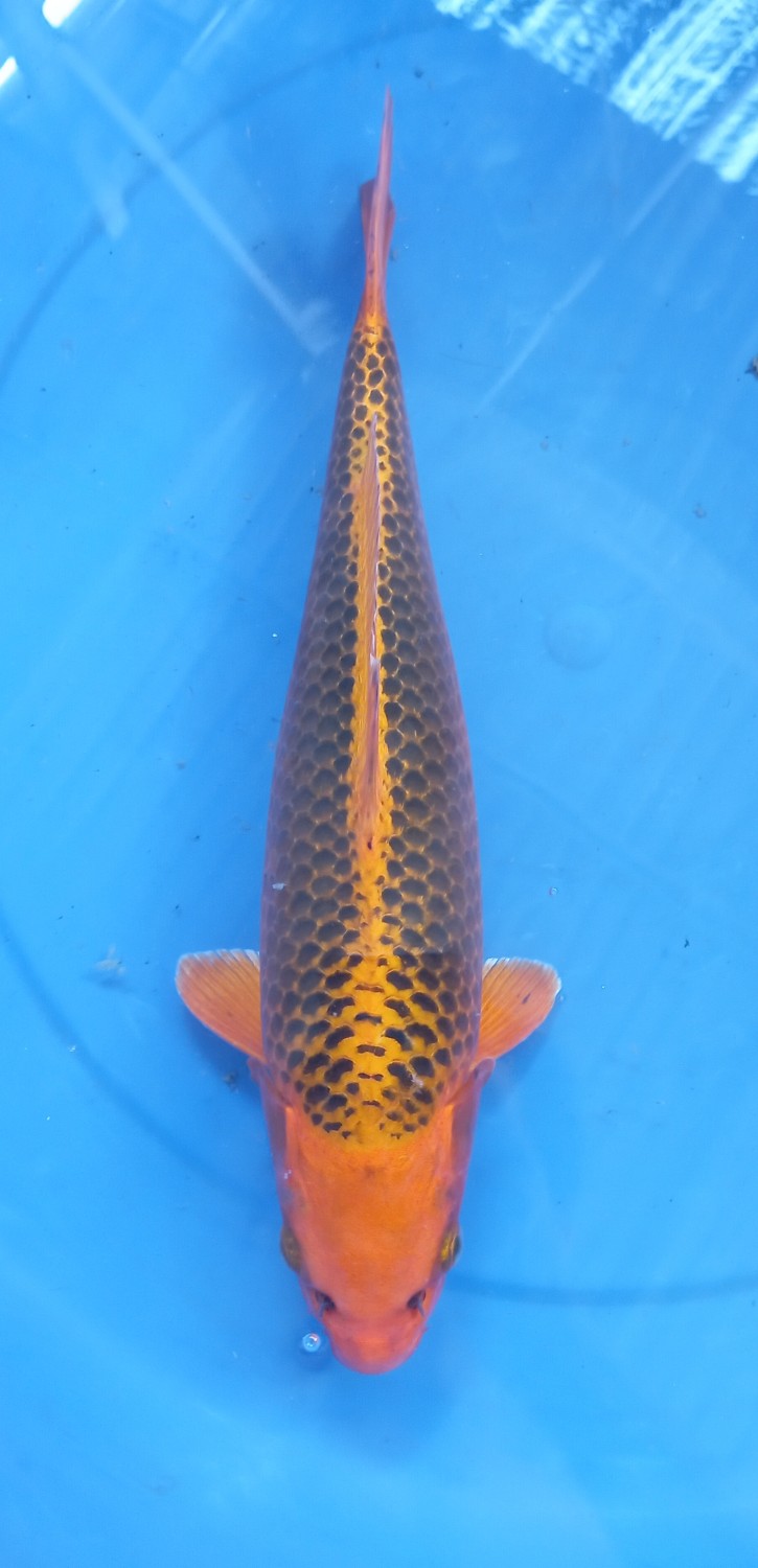 Juara 1