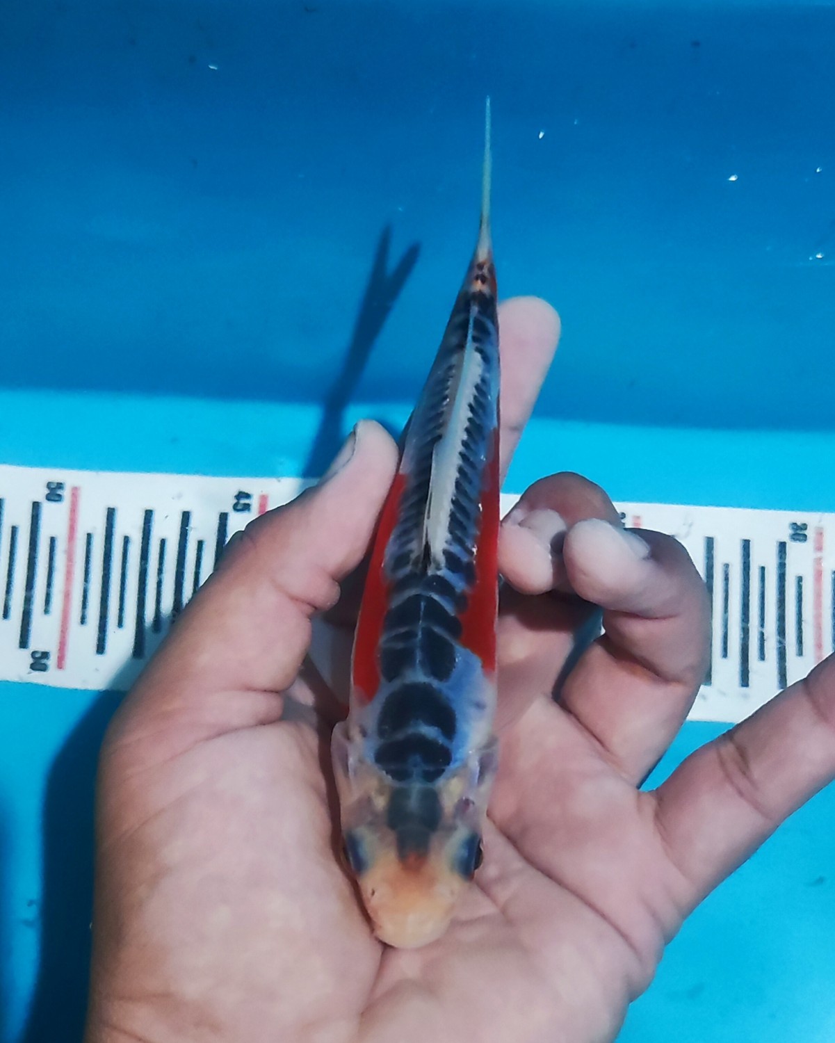 Juara 1