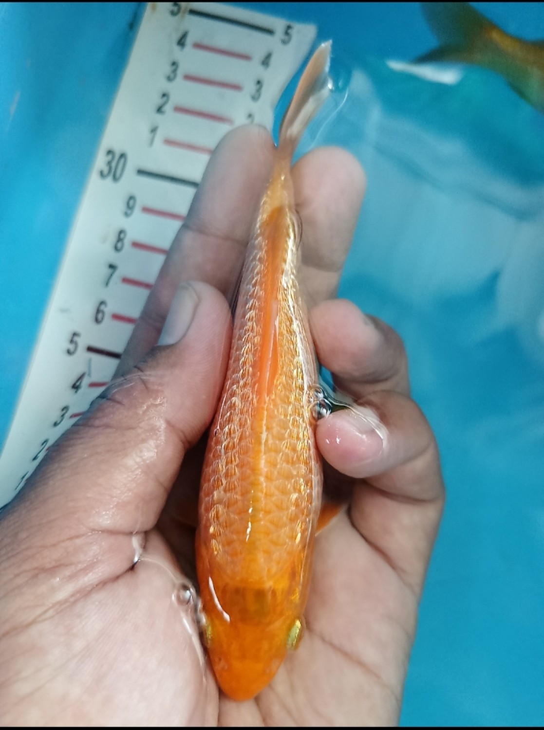 Juara 5