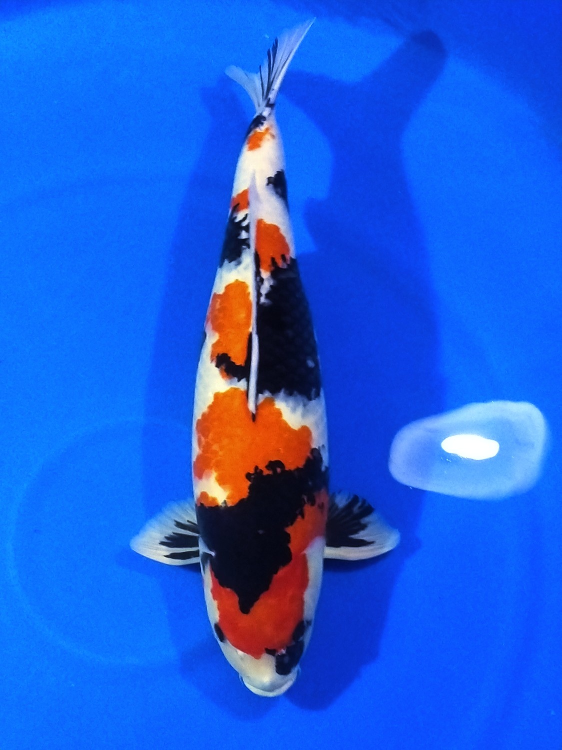 Juara 1