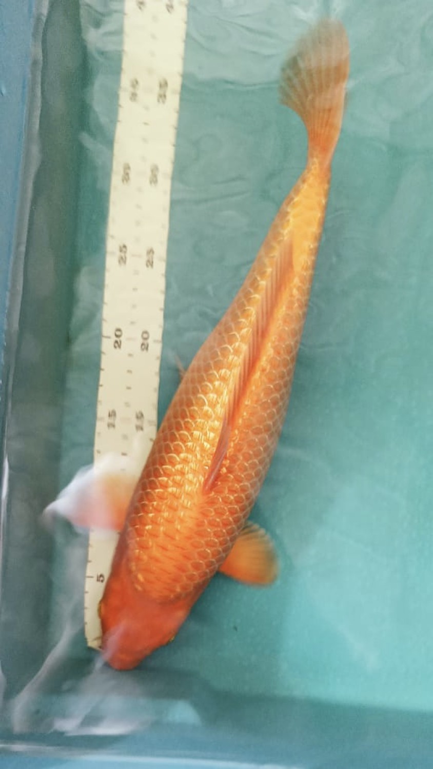 E. Kamboja Prize, 31 - 35 cm