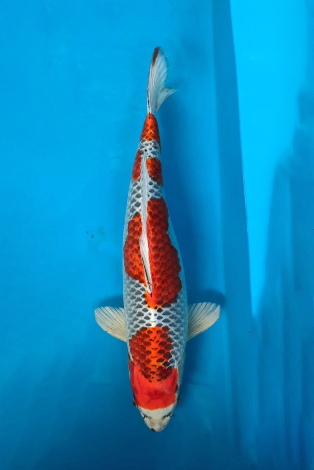 Juara 1