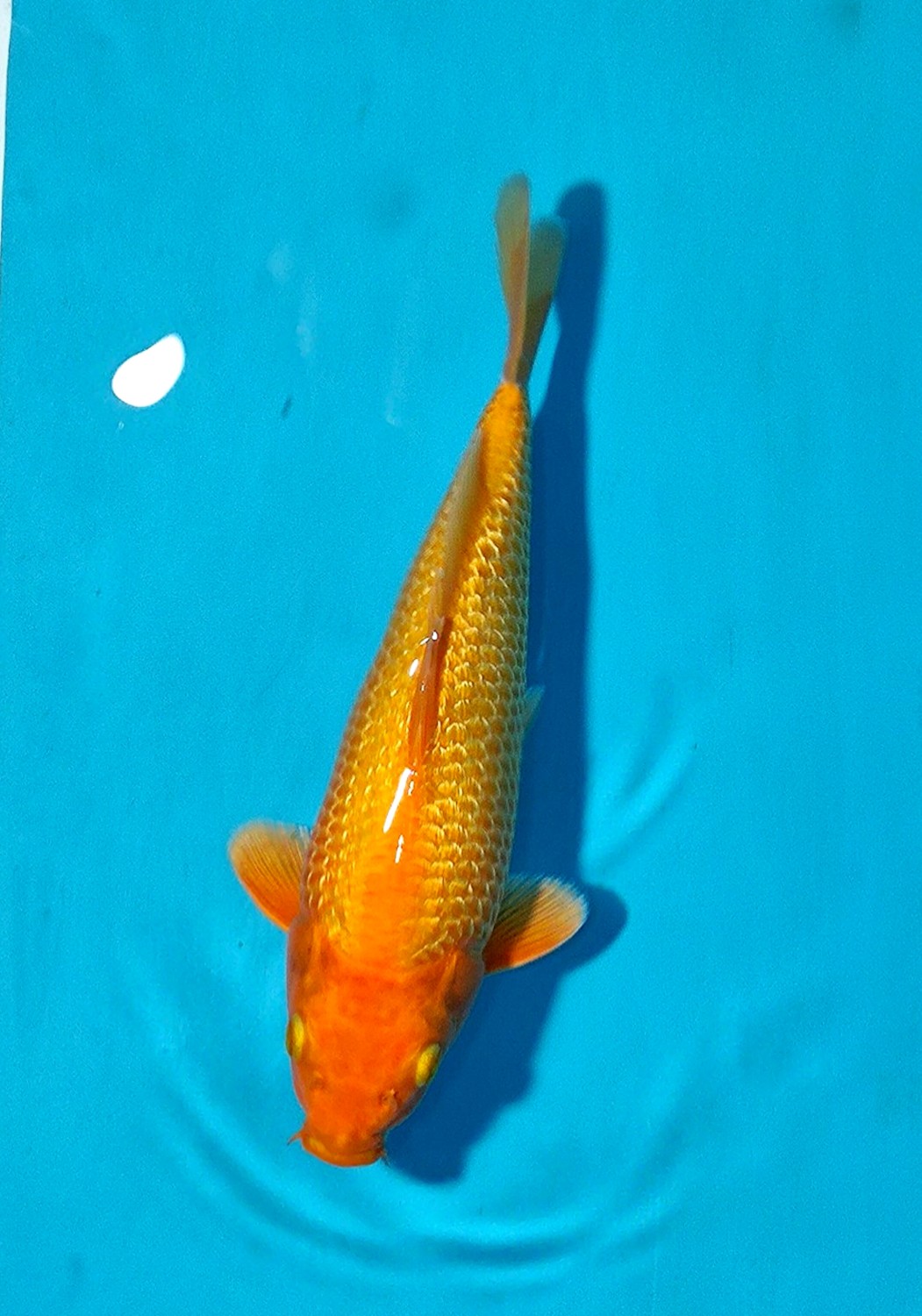 Juara 2