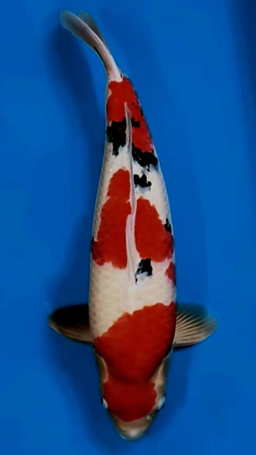 Juara 1