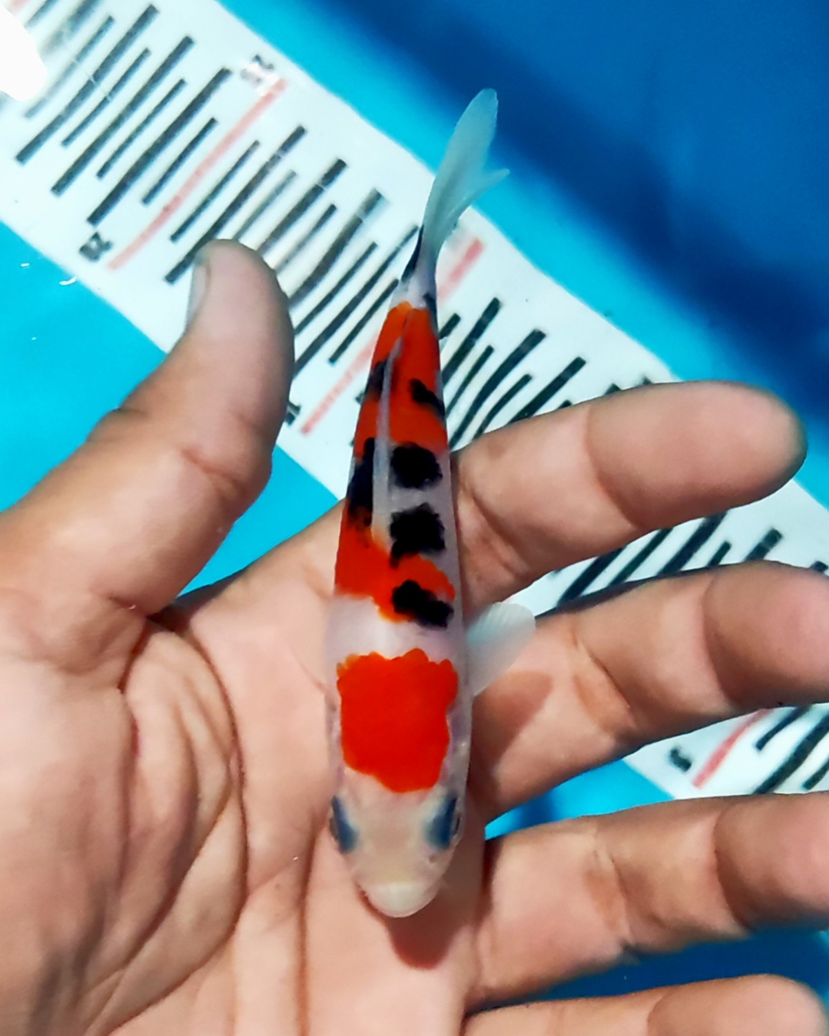 Juara 4