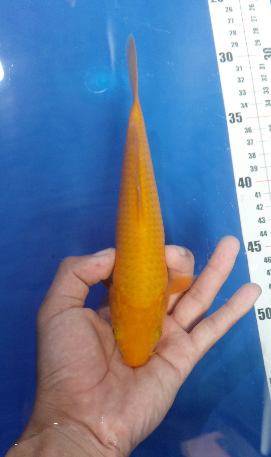 Juara 1