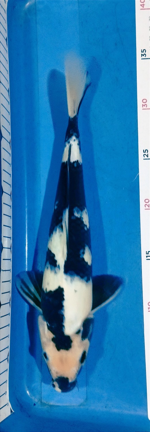 Juara 4