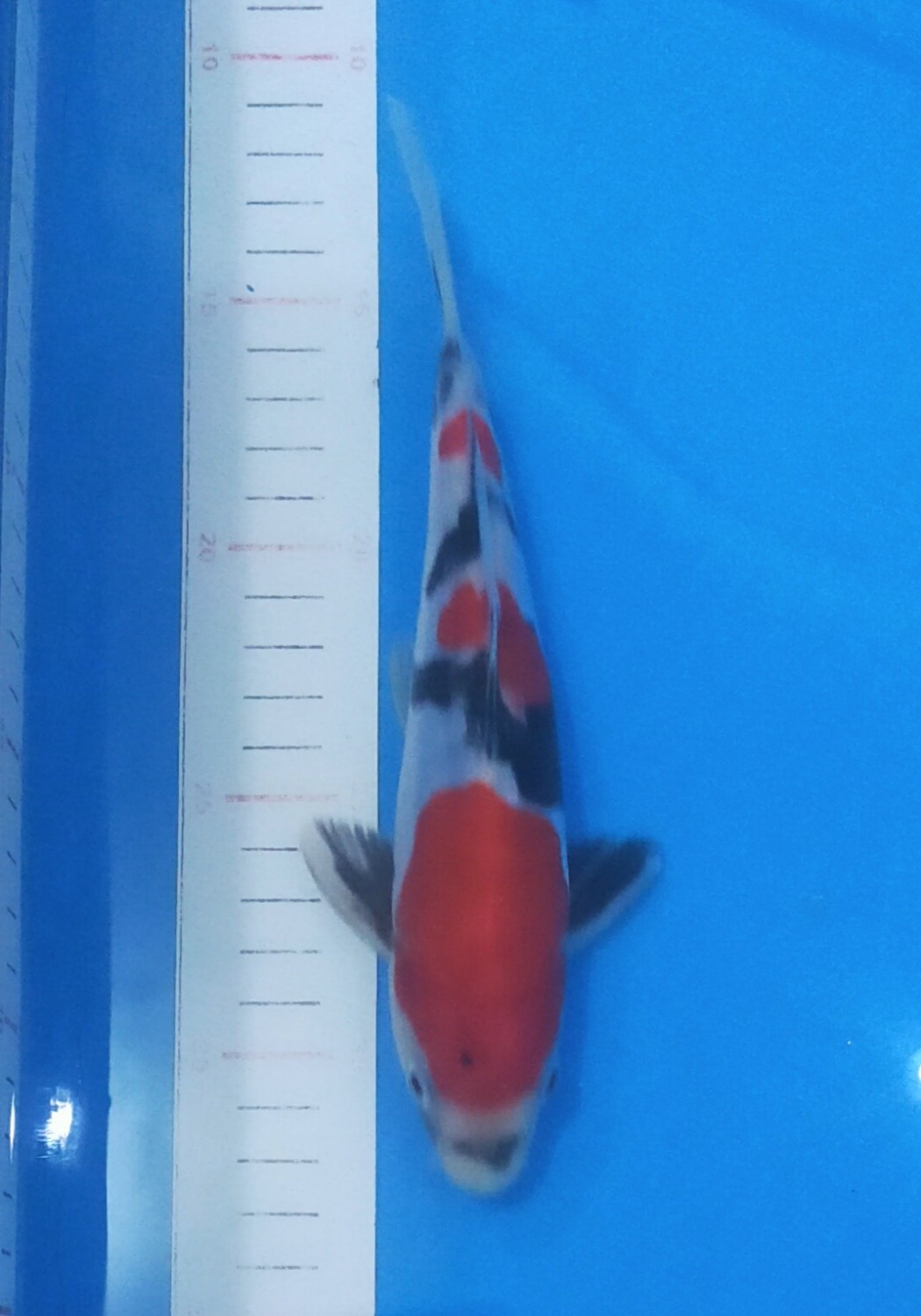 Juara 1