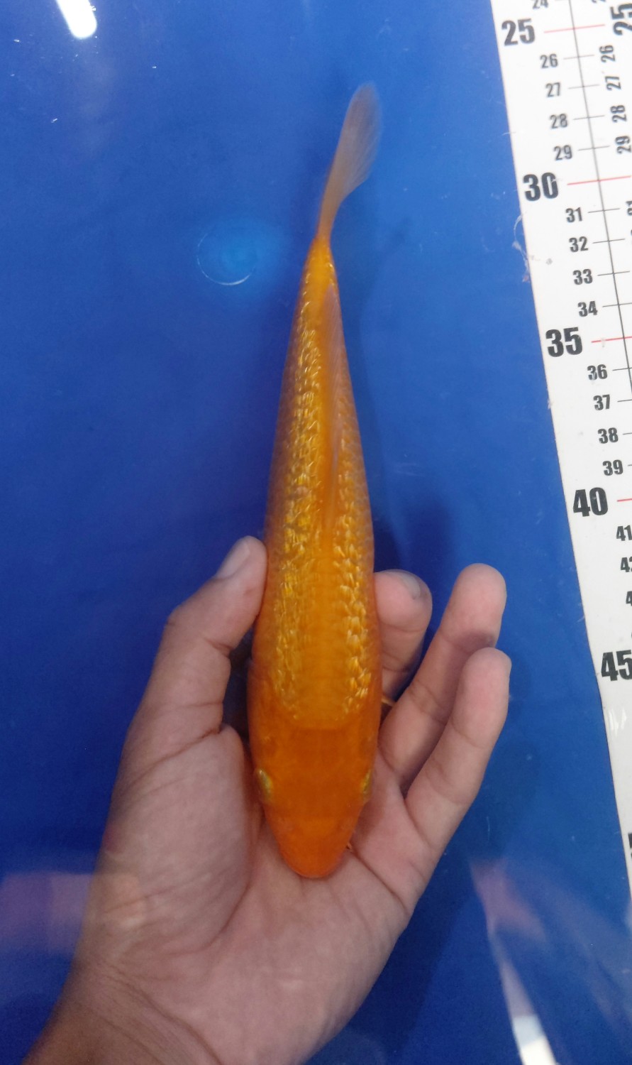 Juara 4