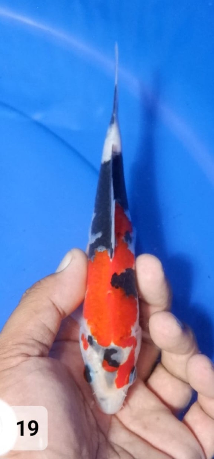 Juara 2