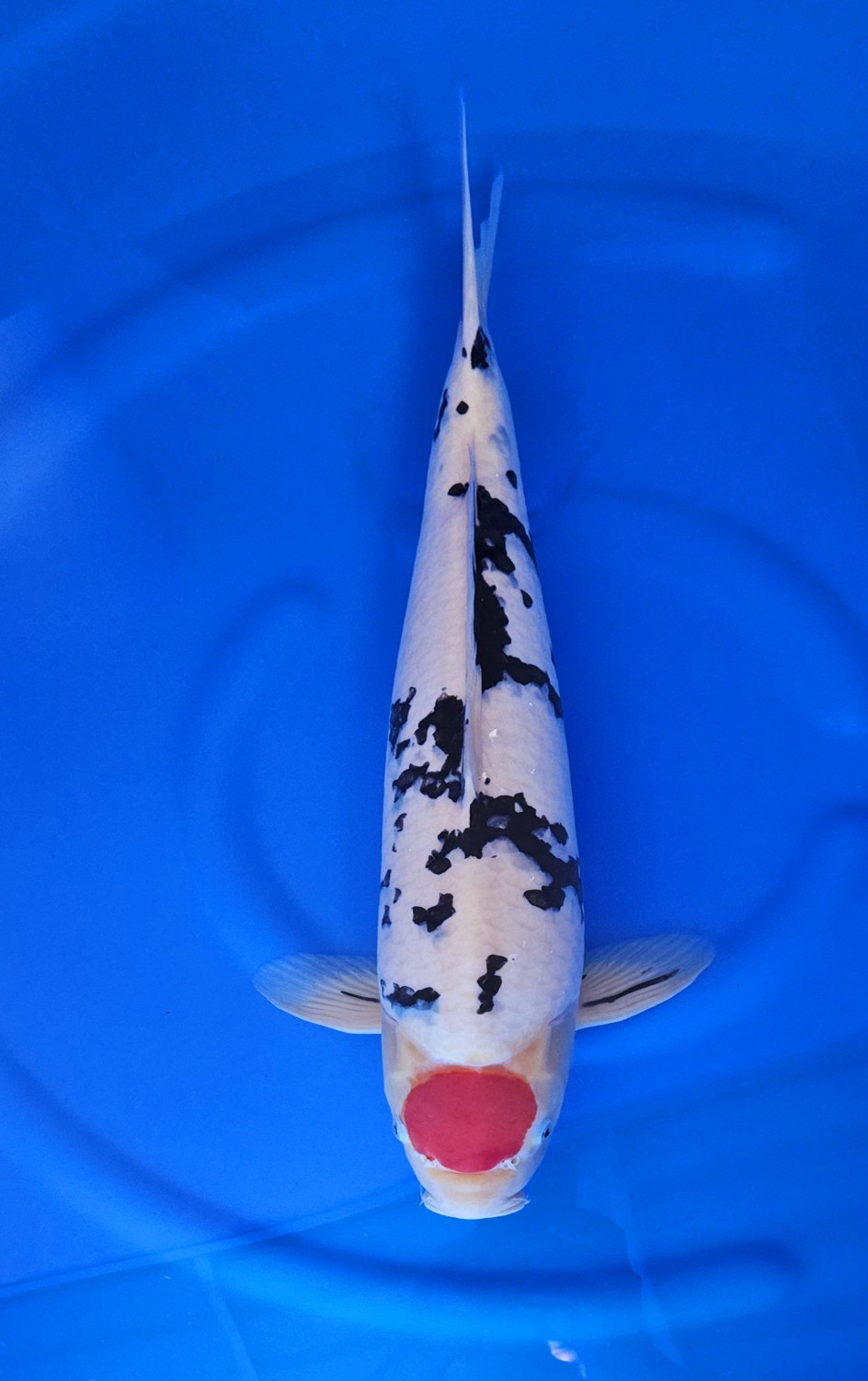 Juara 2
