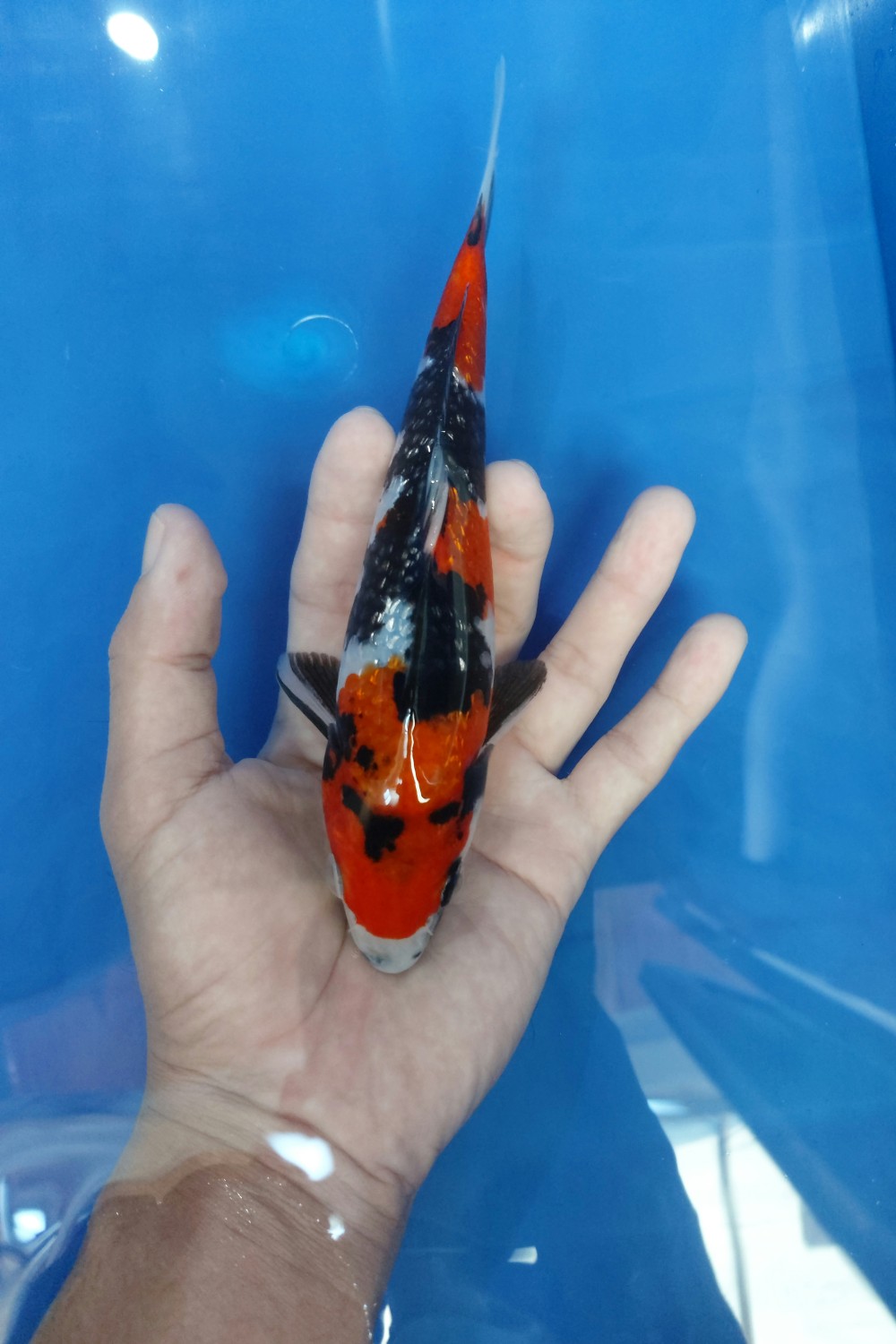 Juara 2