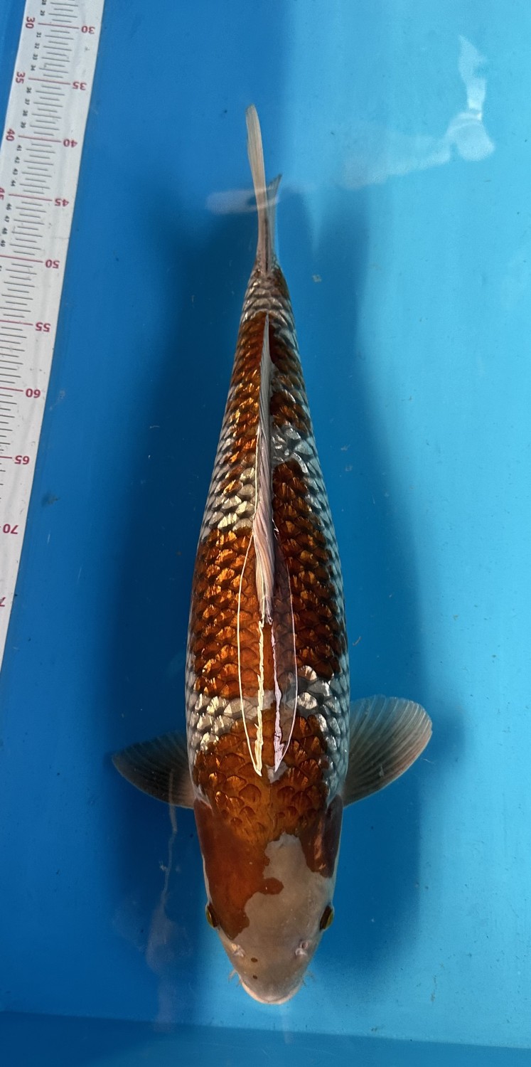 C. Anggrek Prize, 51 - 55 cm