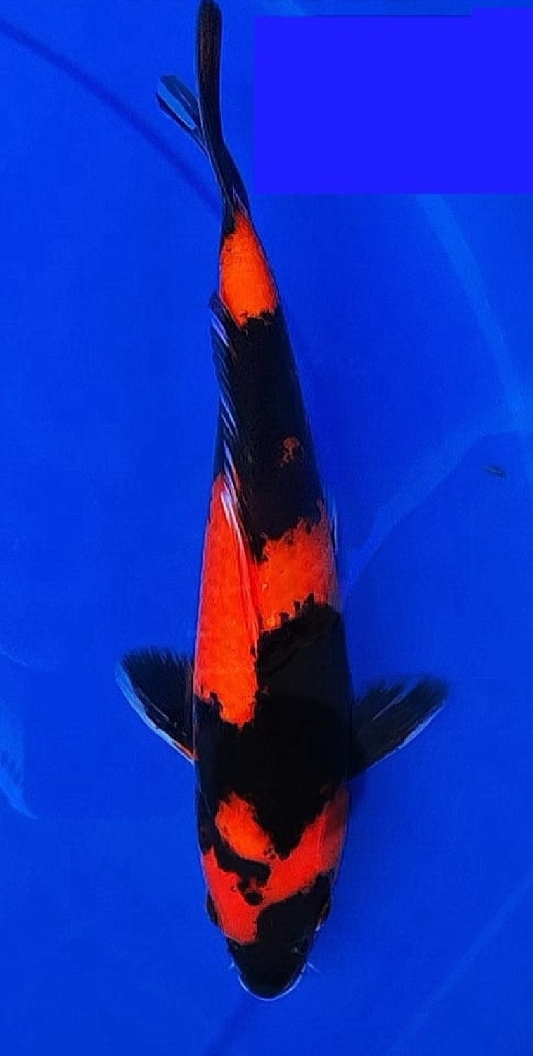 Juara 4