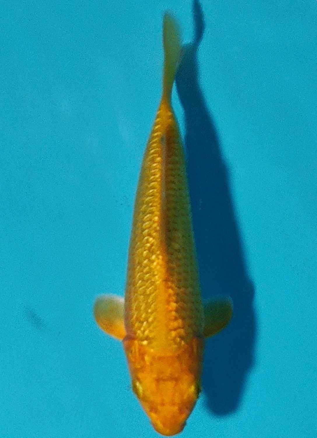 Juara 1