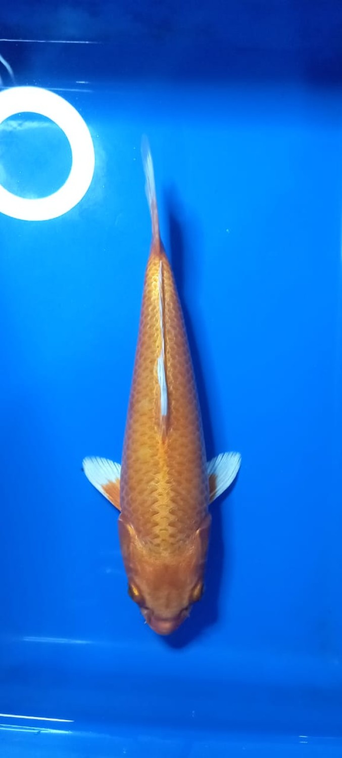 Juara 1