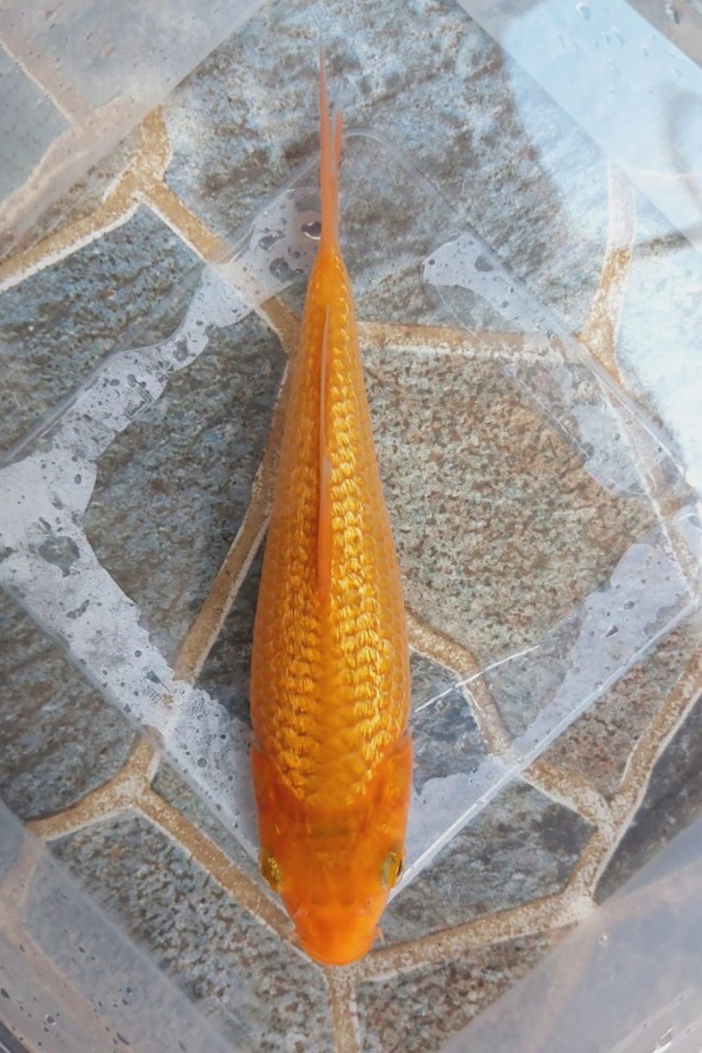 Juara 2