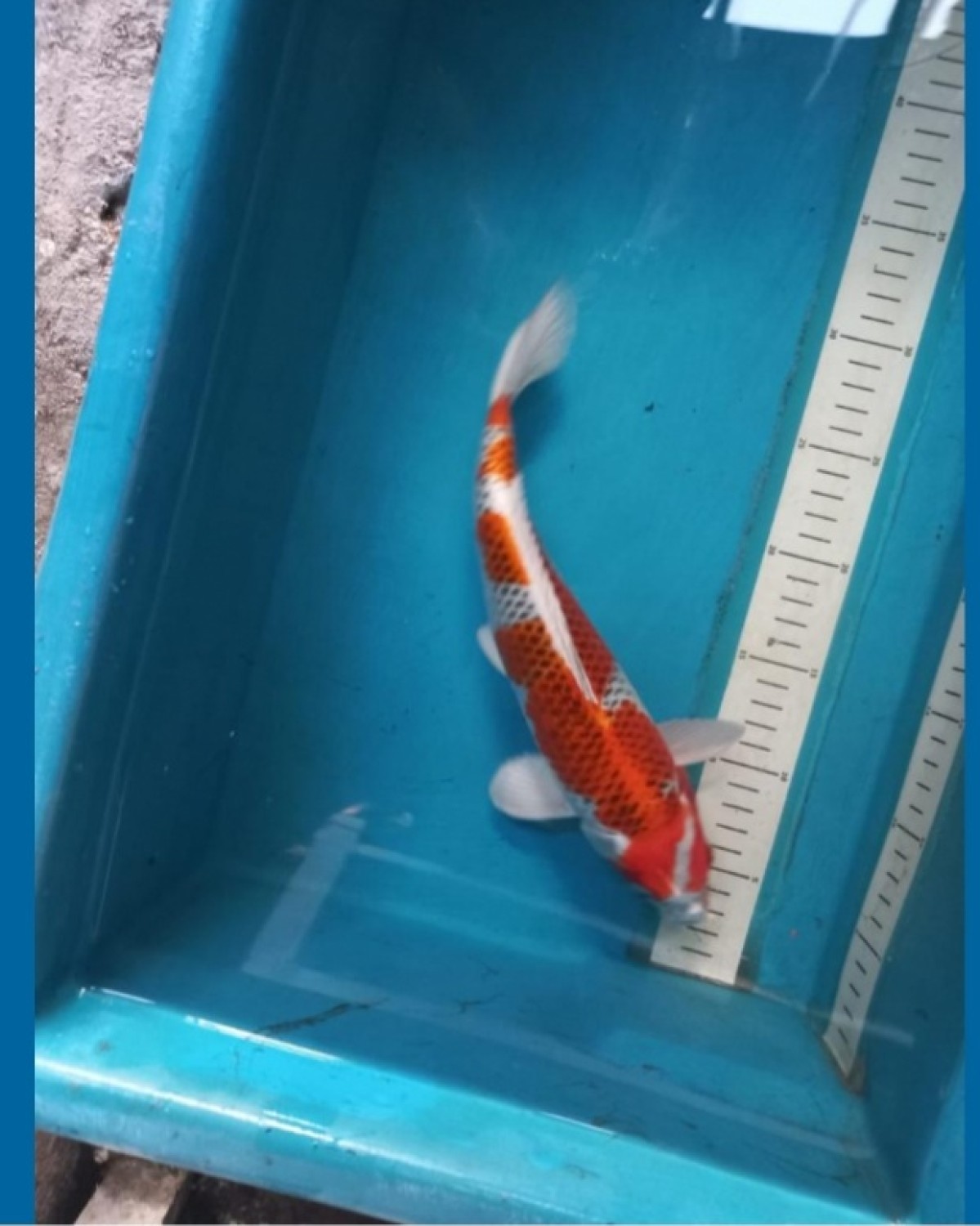 Ikan Koi Kujaku