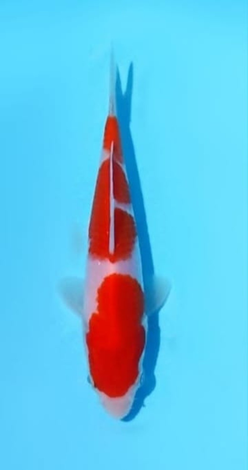 Juara 1