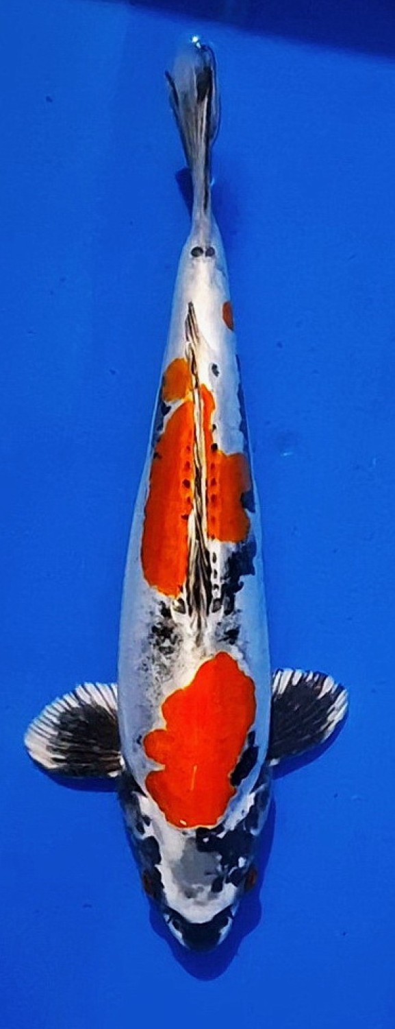 Juara 1