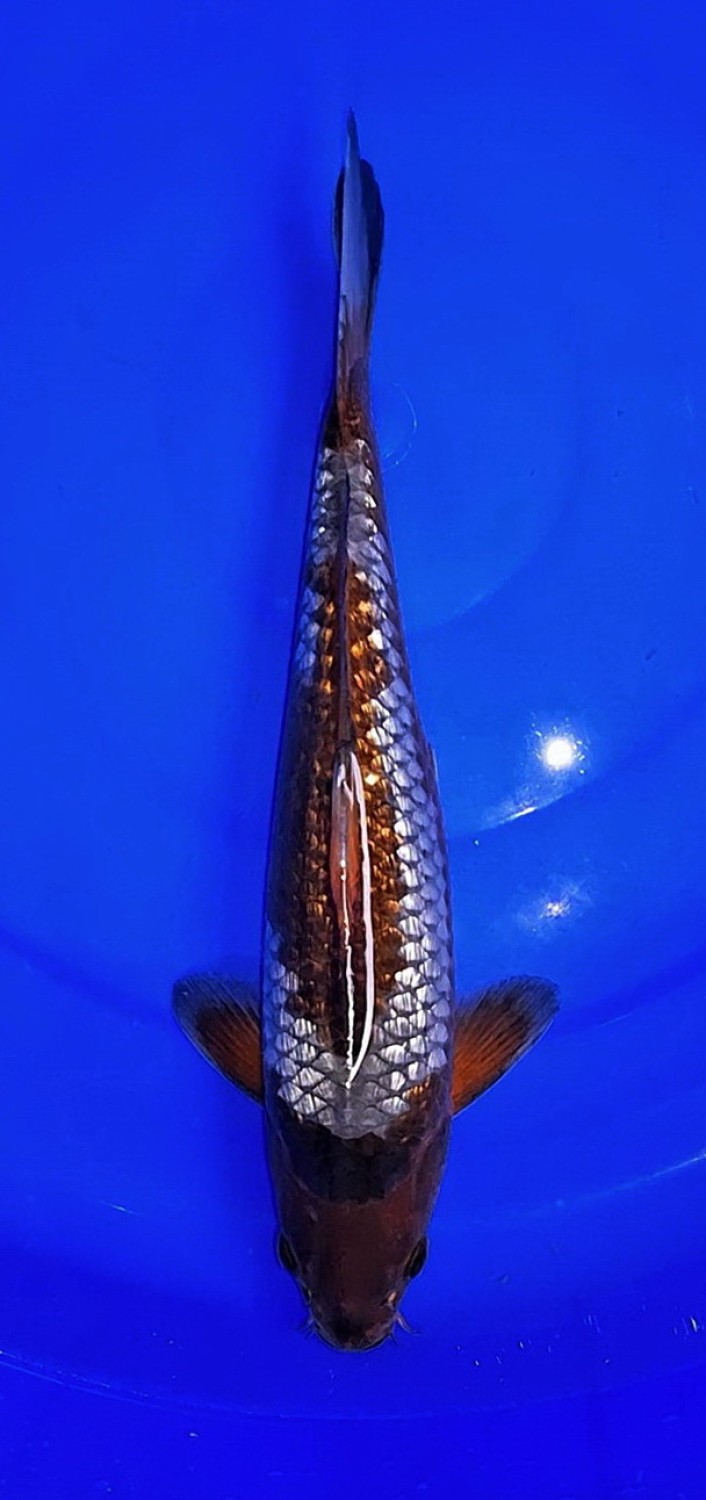Juara 2