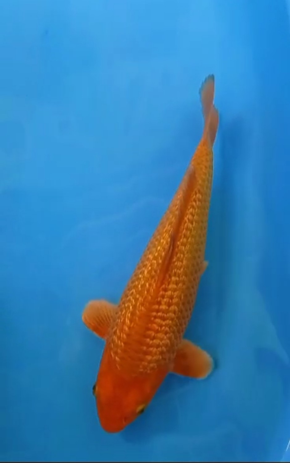 Juara 5