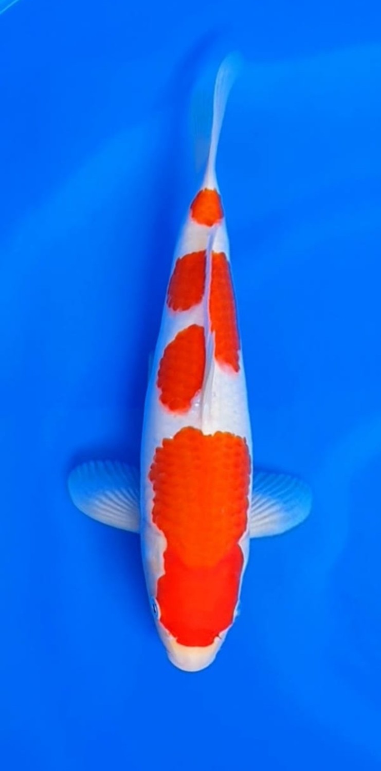 Juara 1