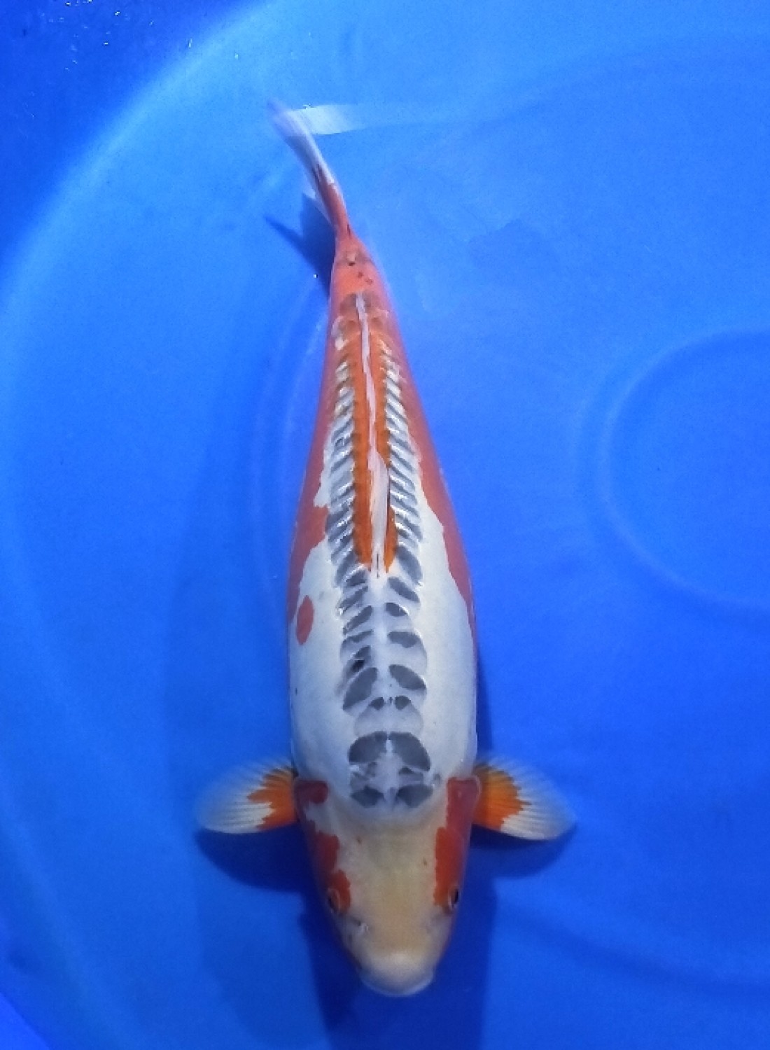 Juara 1