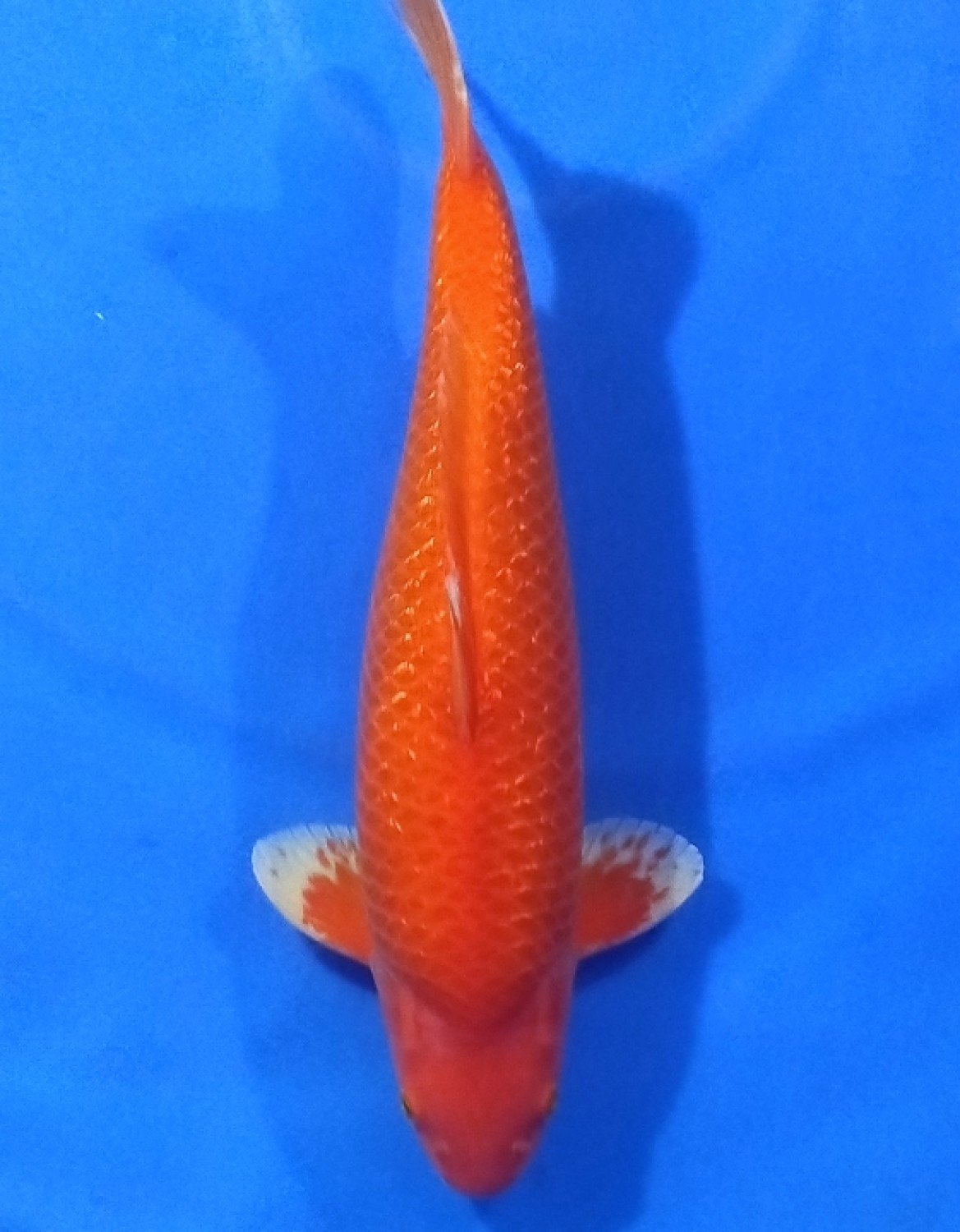 Juara 3