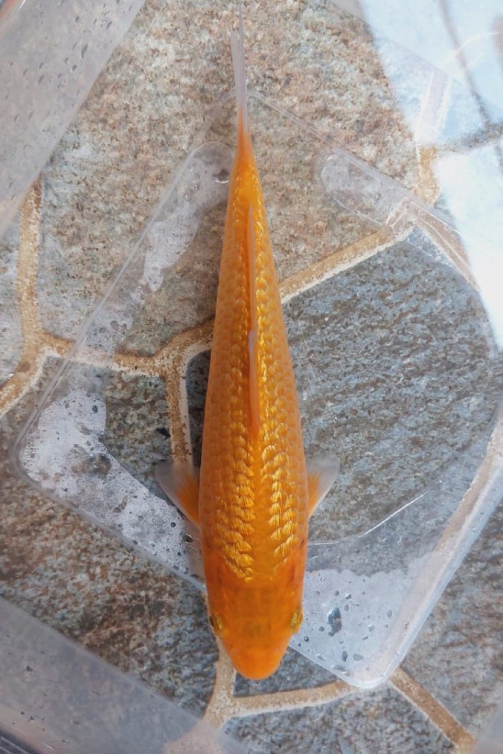 Juara 1