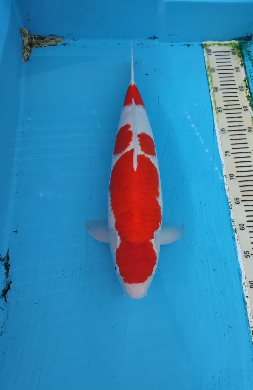 A. Best In Size, 46 - 50 cm