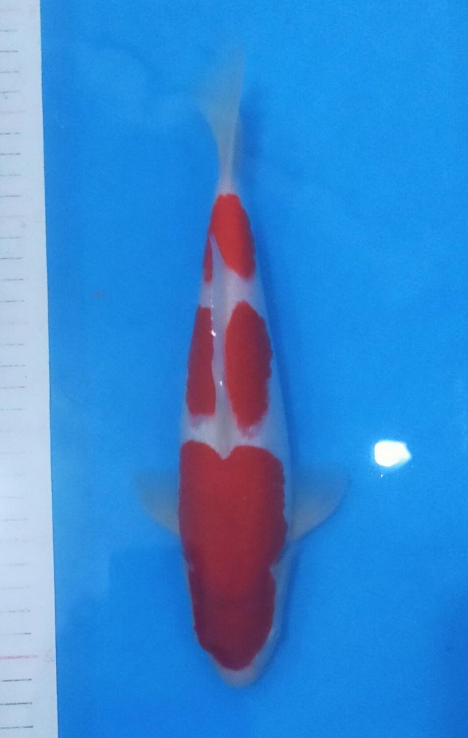 Juara 1