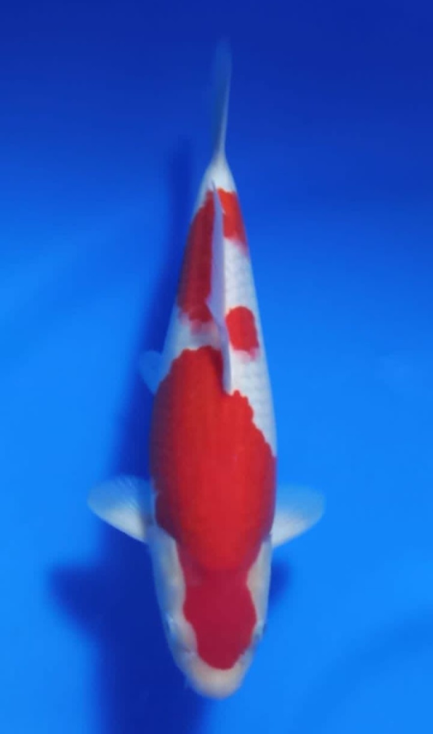 Juara 1