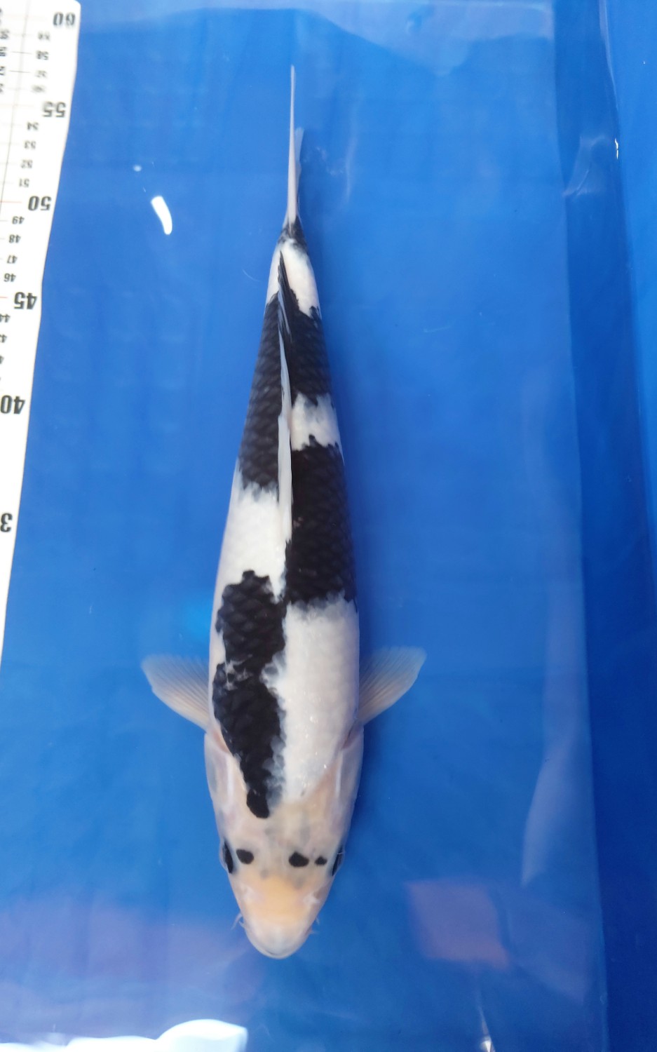 Juara 2