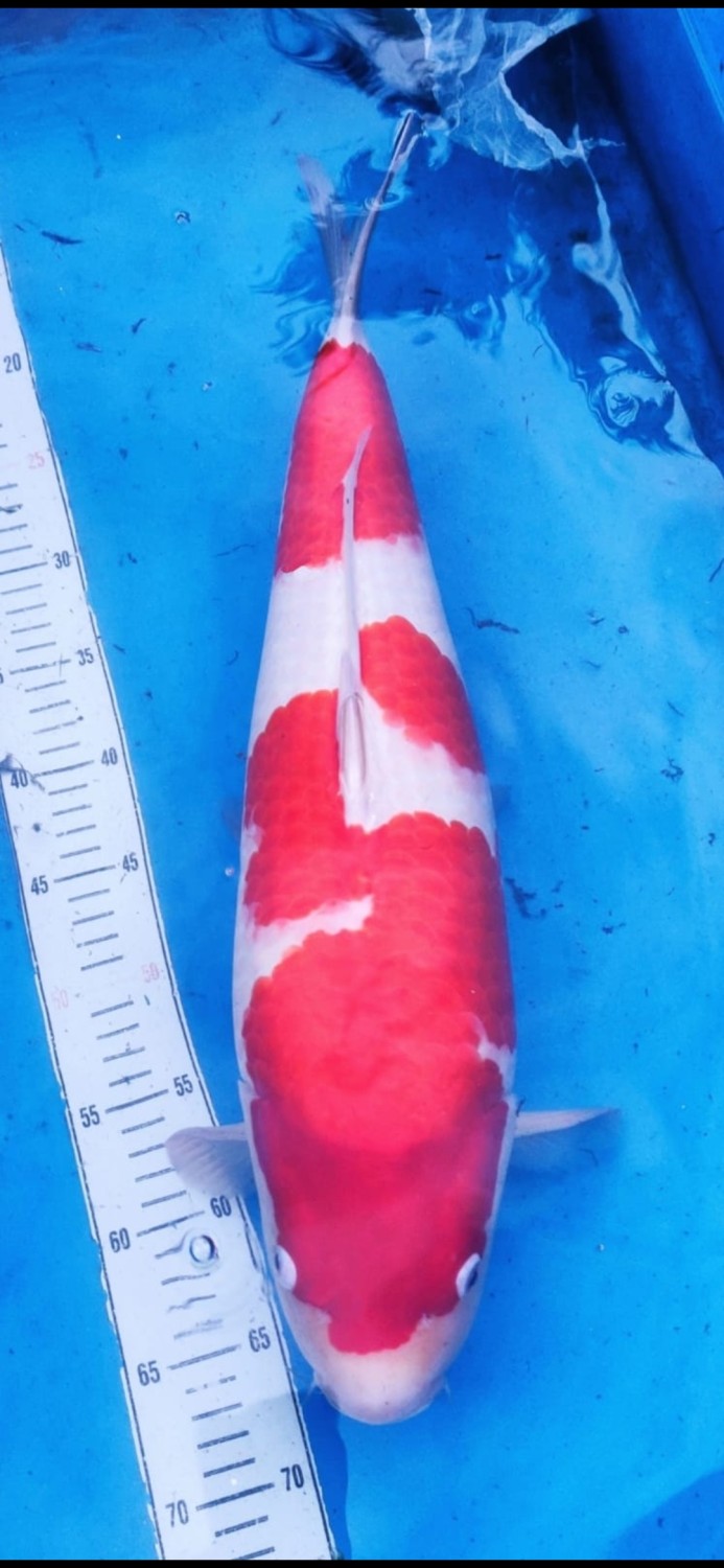 A. Best In Size, 51 - 55 cm
