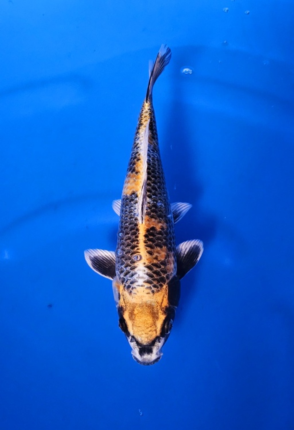 Juara 1