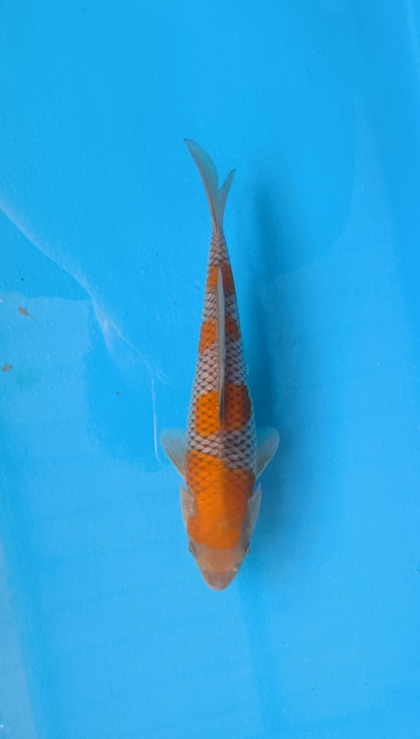 Juara 1