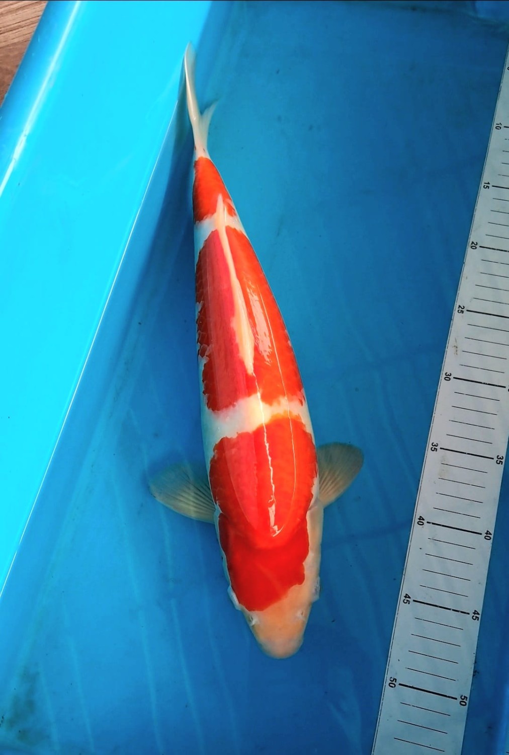 Juara 1