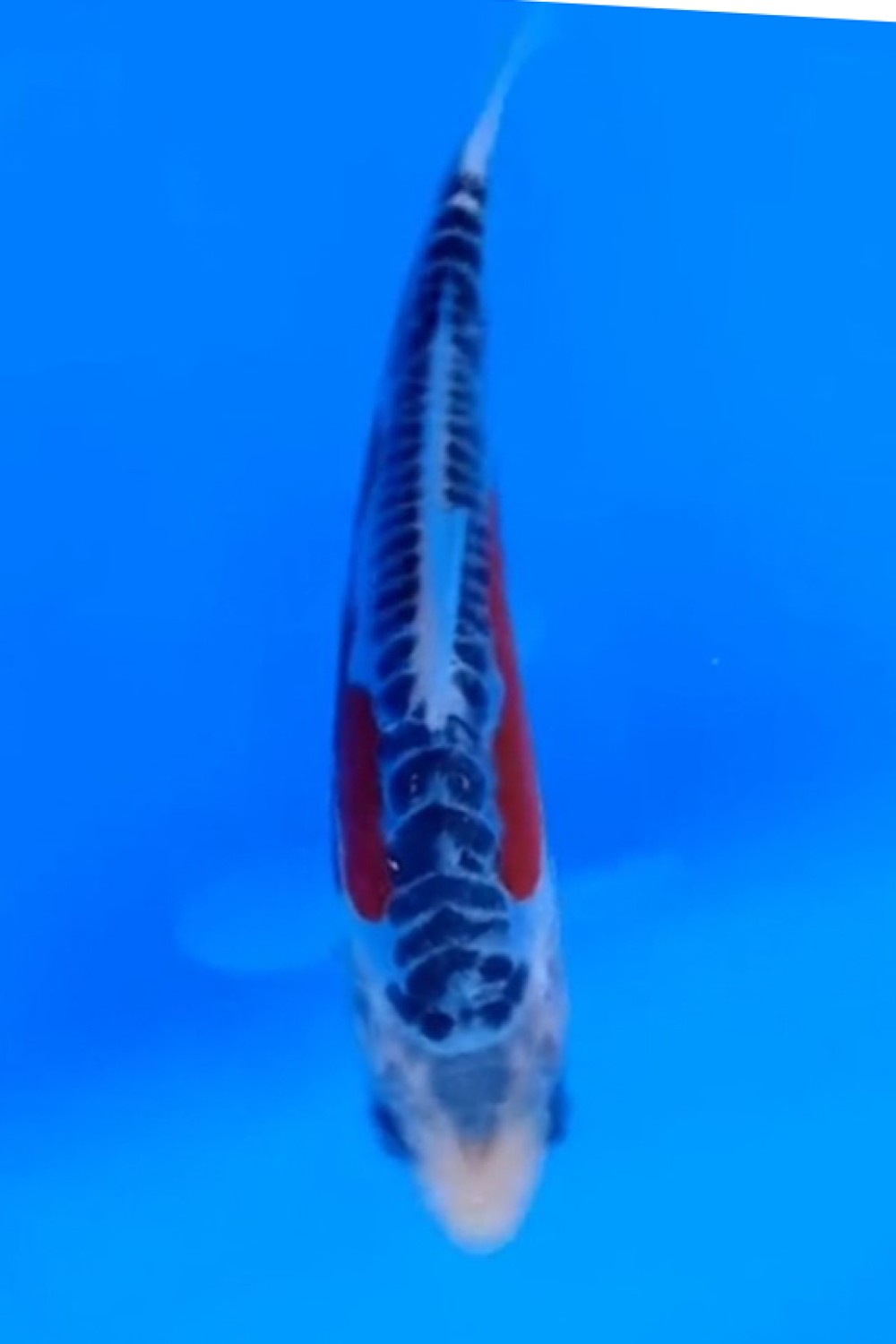 Juara 2