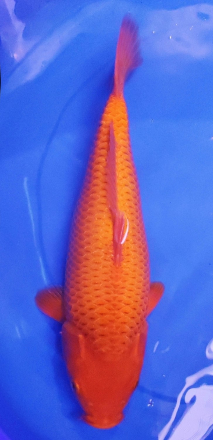 Juara 1