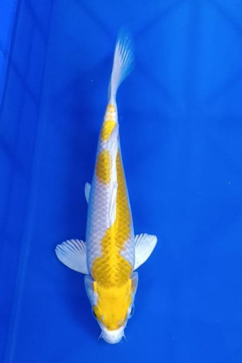 Juara 1