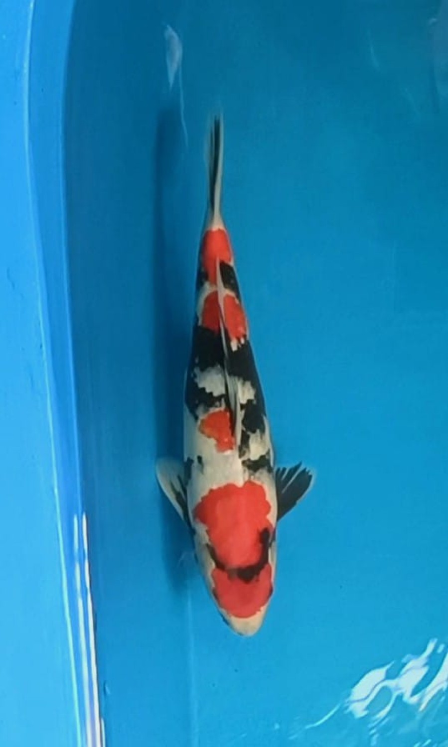 A. Best In Size, 26 - 30 cm
