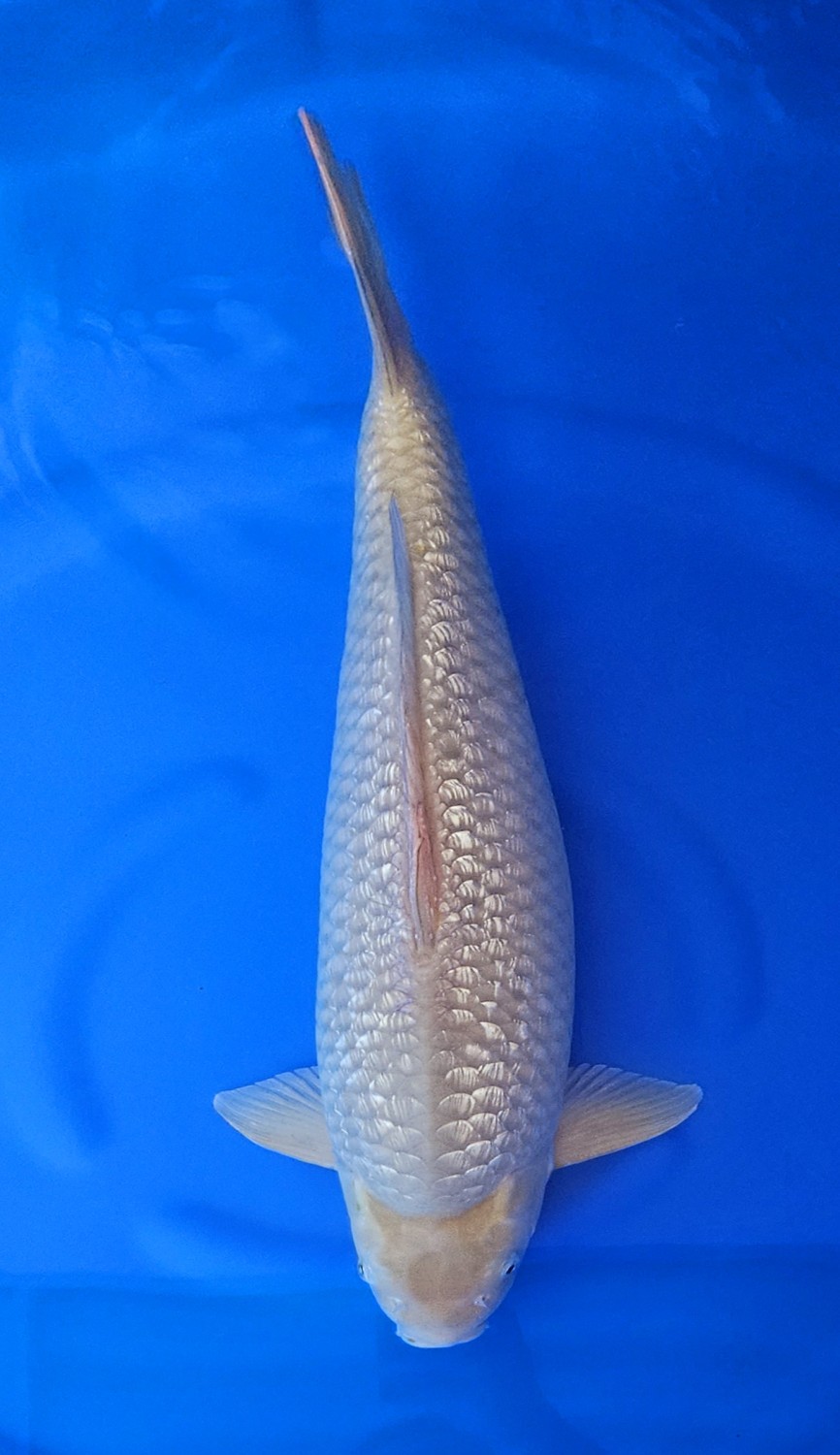 Juara 1