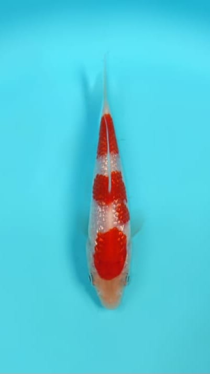 Juara 4