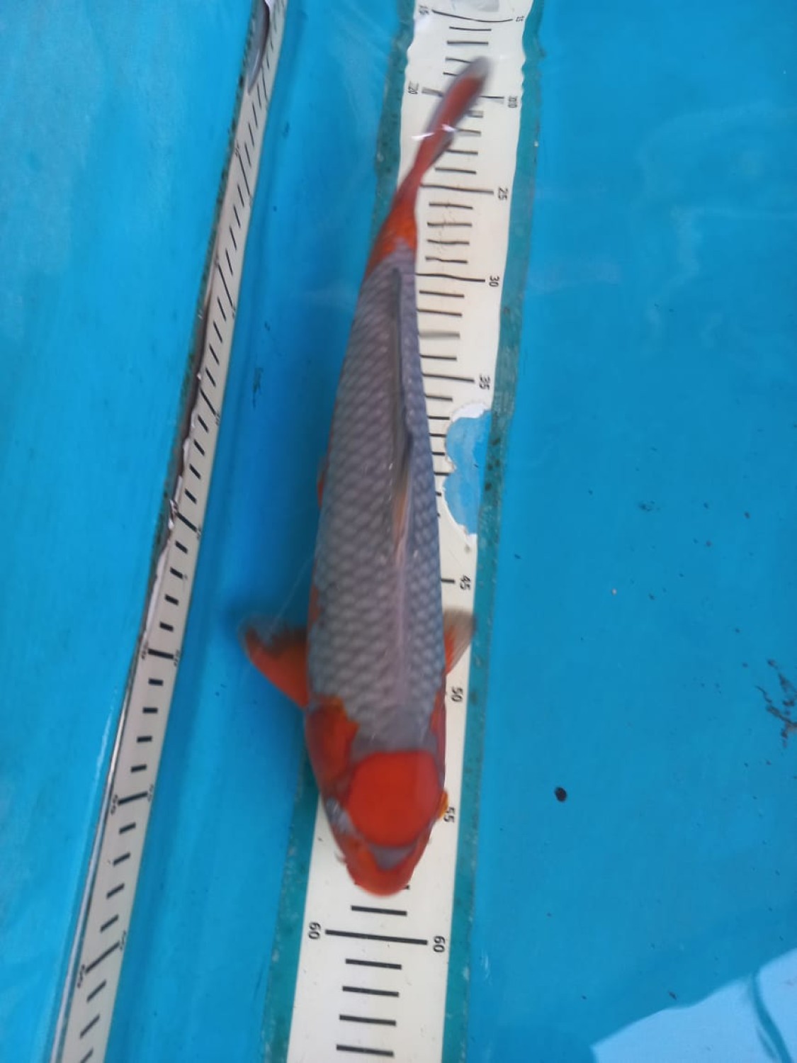 C. Anggrek Prize, 31 - 35 cm