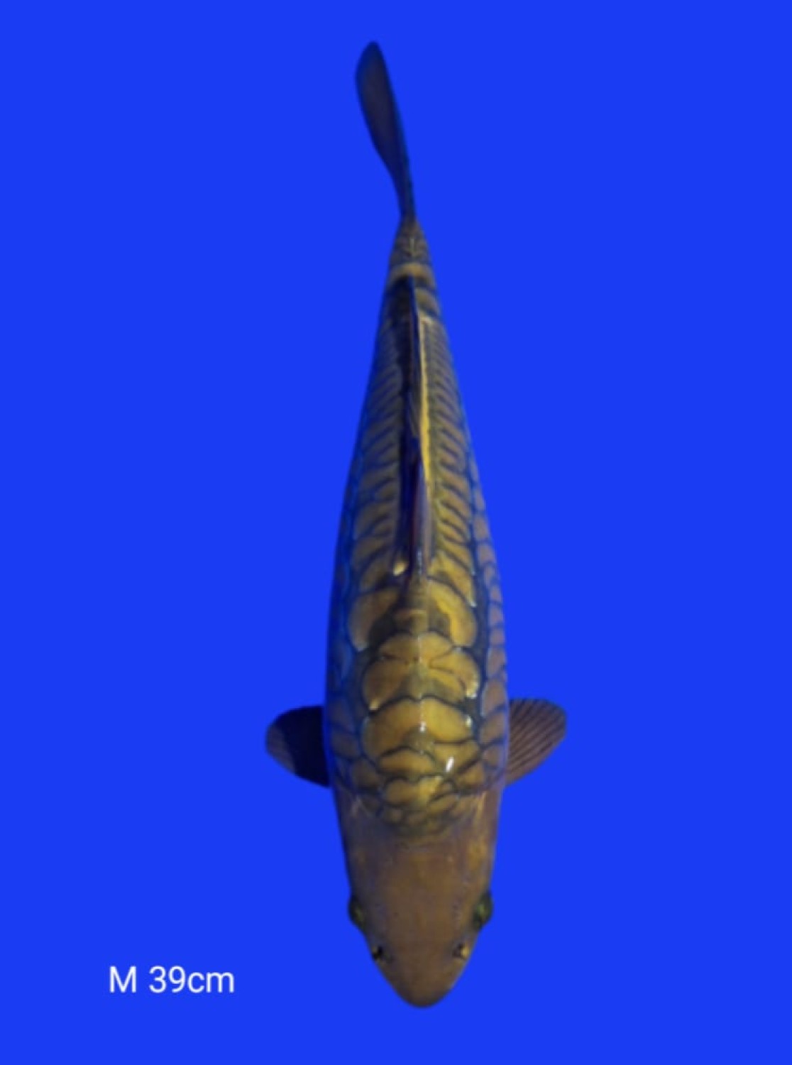 Juara 1