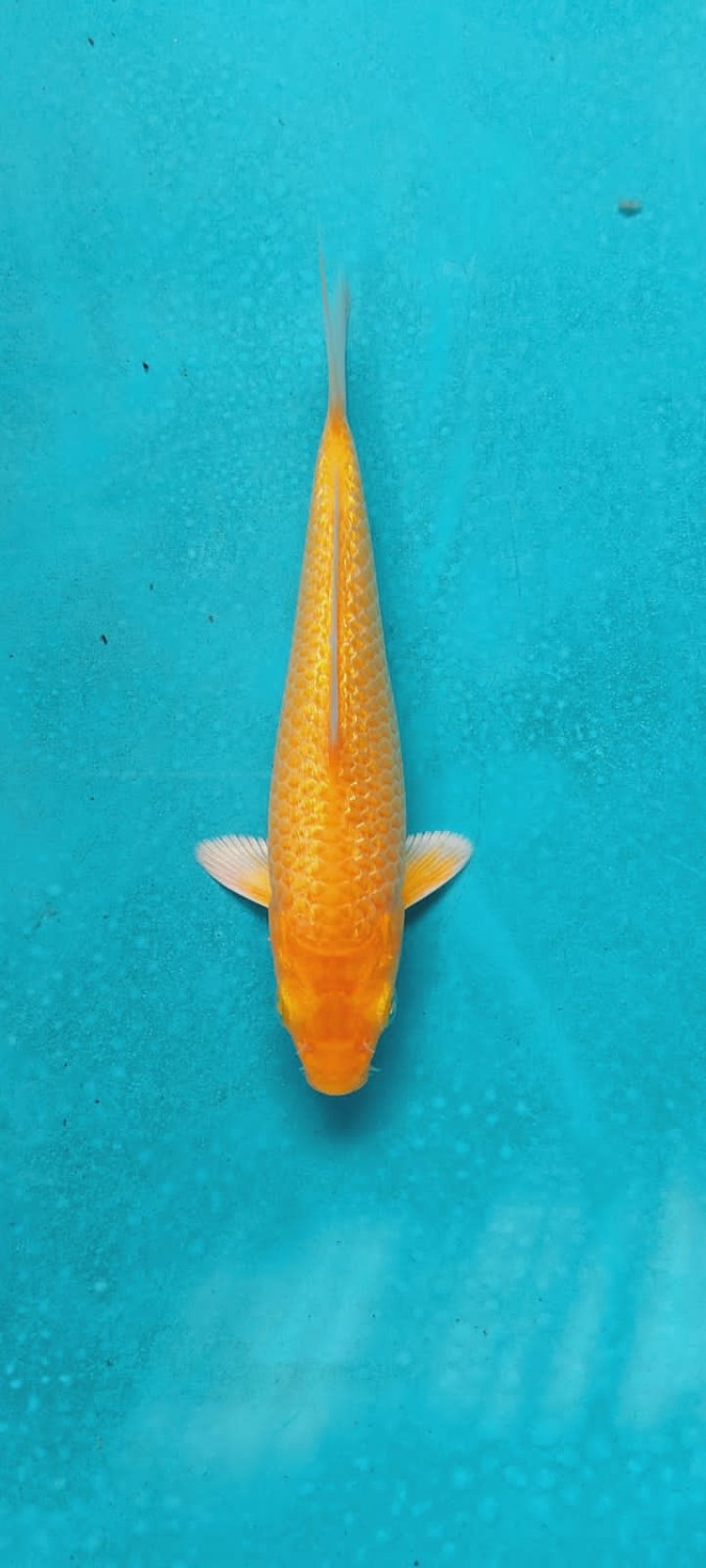 E. Kamboja Prize, 13 - 15 cm