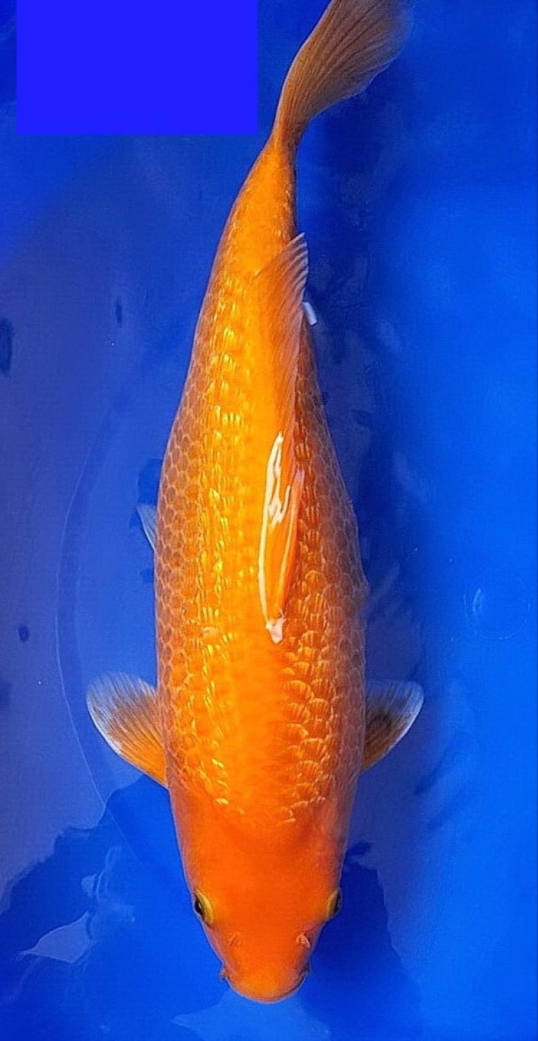 Juara 4