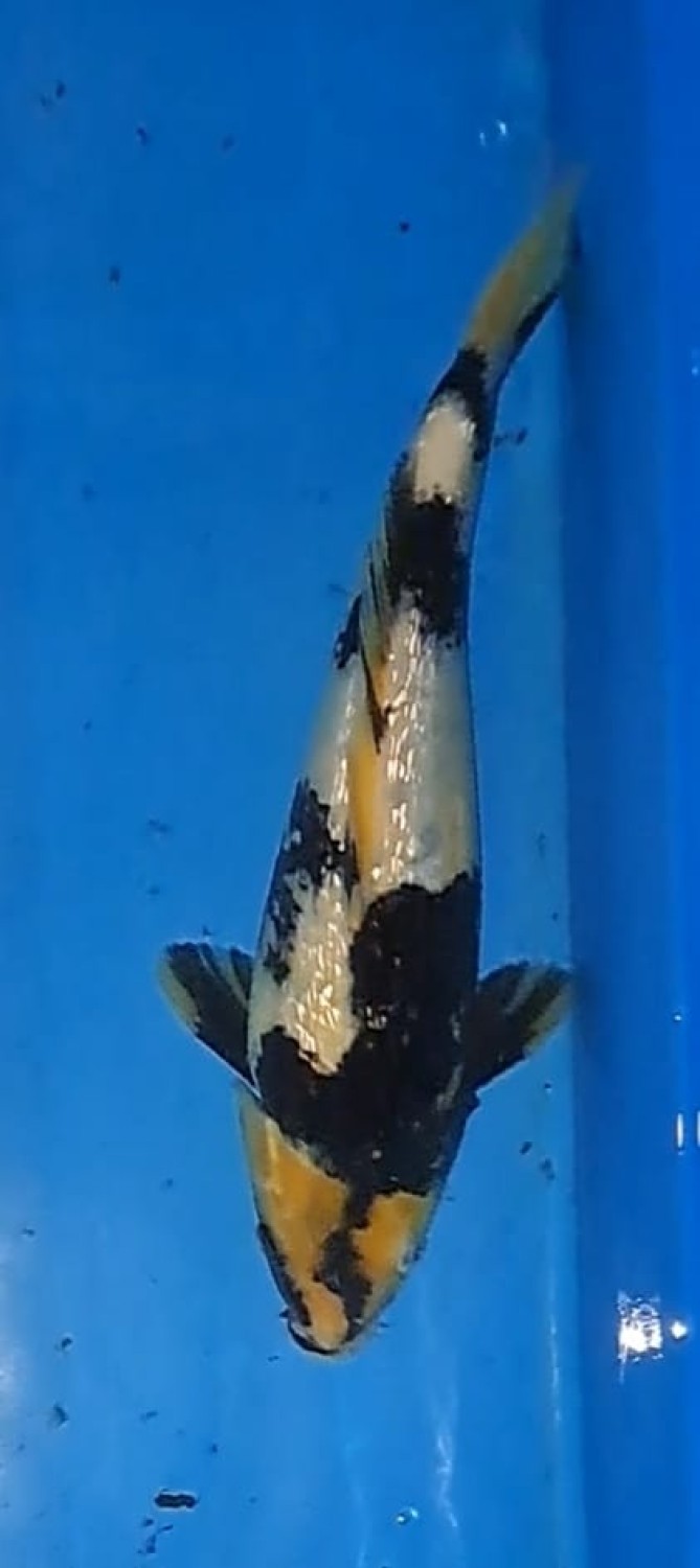 Juara 4