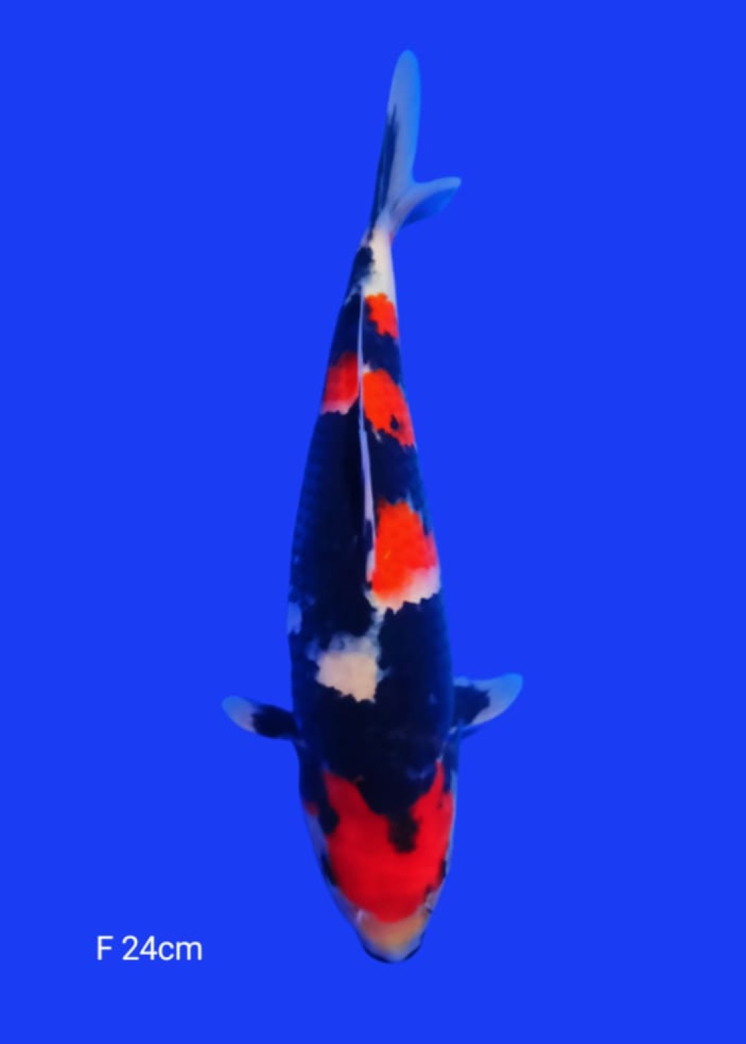 A. Best In Size, 21 - 25 cm